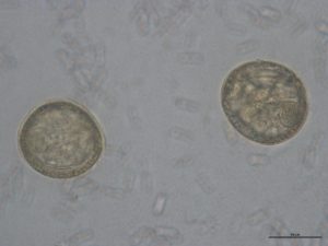 Laboklin: Bandwurmei aus der Familie Anoplocephalidae