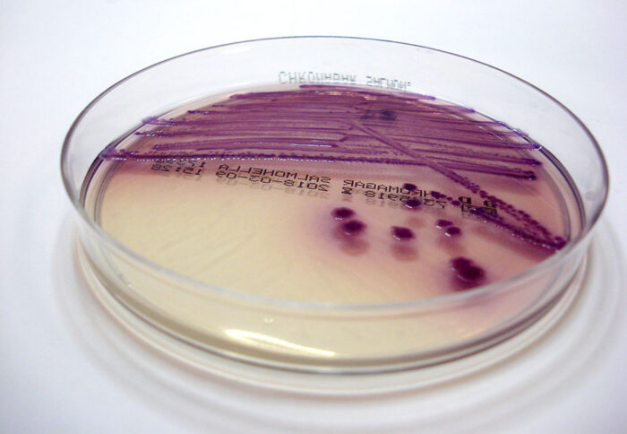 Laboklin: Salmonellen in Reinkultur 