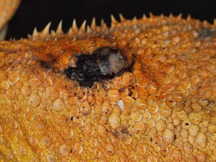 Laboklin: Bartagame, Haut, Melanophorom 