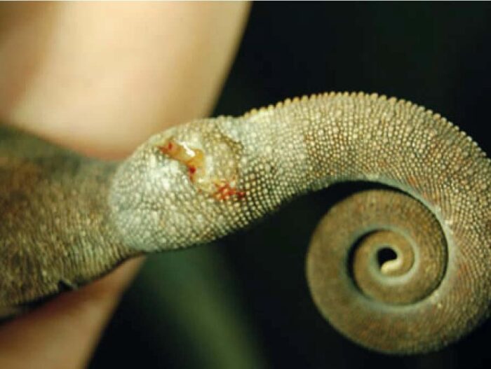 Laboklin: Weibliches Pantherchamäleon, ulzerierte Umfangsvermehrung am Schwanz