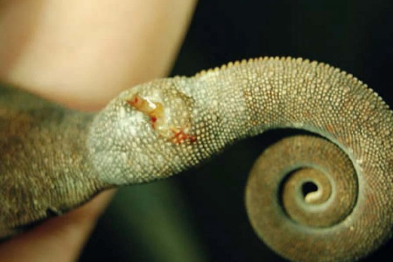 Laboklin: Weibliches Pantherchamäleon, ulzerierte Umfangsvermehrung am Schwanz