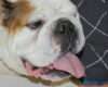 Englische Bulldogge