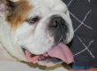 Englische Bulldogge