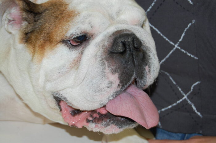 Englische Bulldogge