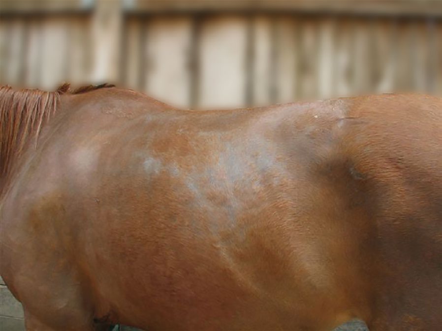 Laboklin: Pferd mit diffuser Alopezie an Schulter, Rücken und Flanke