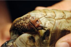 Laboklin: Griechische Landschildkröte mit Krallenverlust und nässenden Hautläsionen