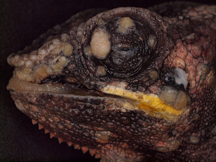 Laboklin: Pantherchamäleon (Furcifer pardalis), multiple Papillome