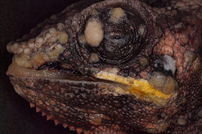 Laboklin: Pantherchamäleon (Furcifer pardalis), multiple Papillome