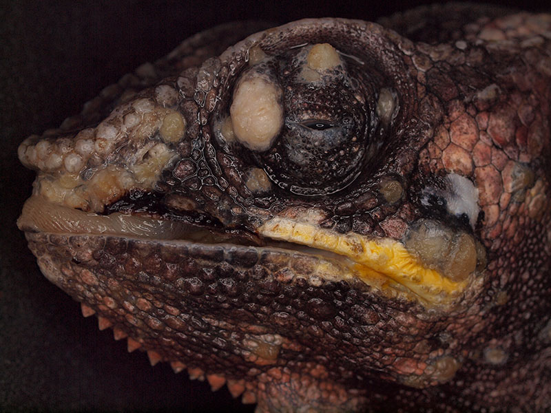 Laboklin: Pantherchamäleon (Furcifer pardalis), multiple Papillome