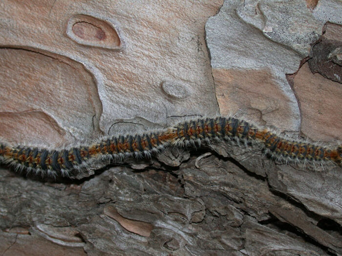 Prozessionsspinner-Prozession