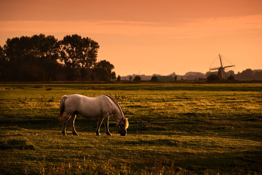 Pferd auf der Weide