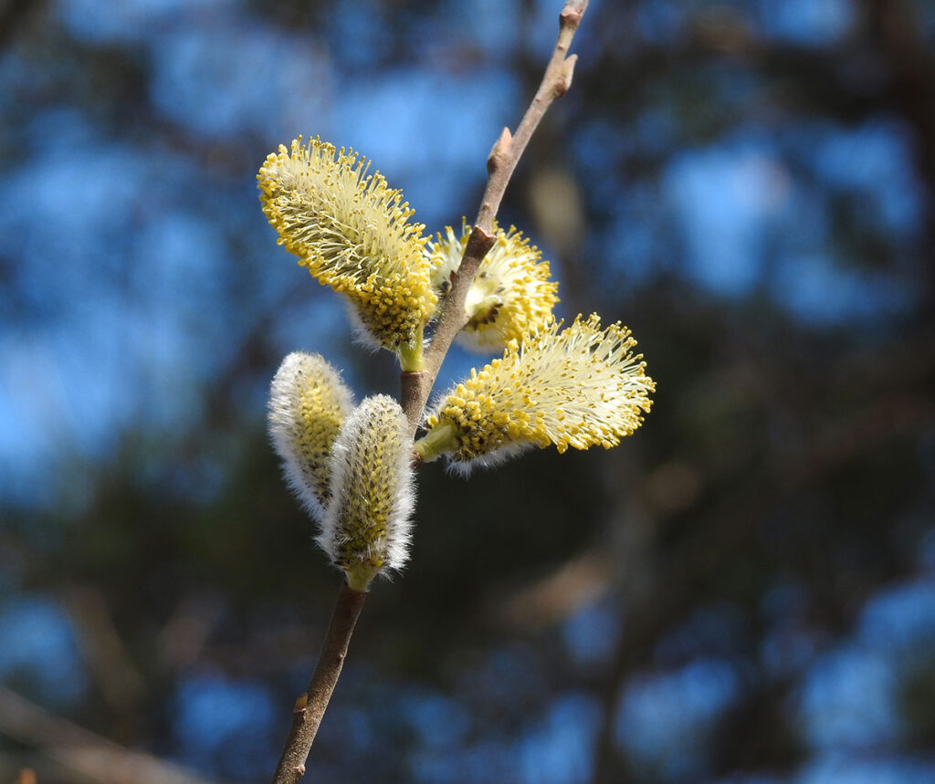 Pollen