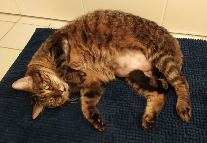 Selbstinduzierte bilateralsymmetrische Alopezie am Abdomen 