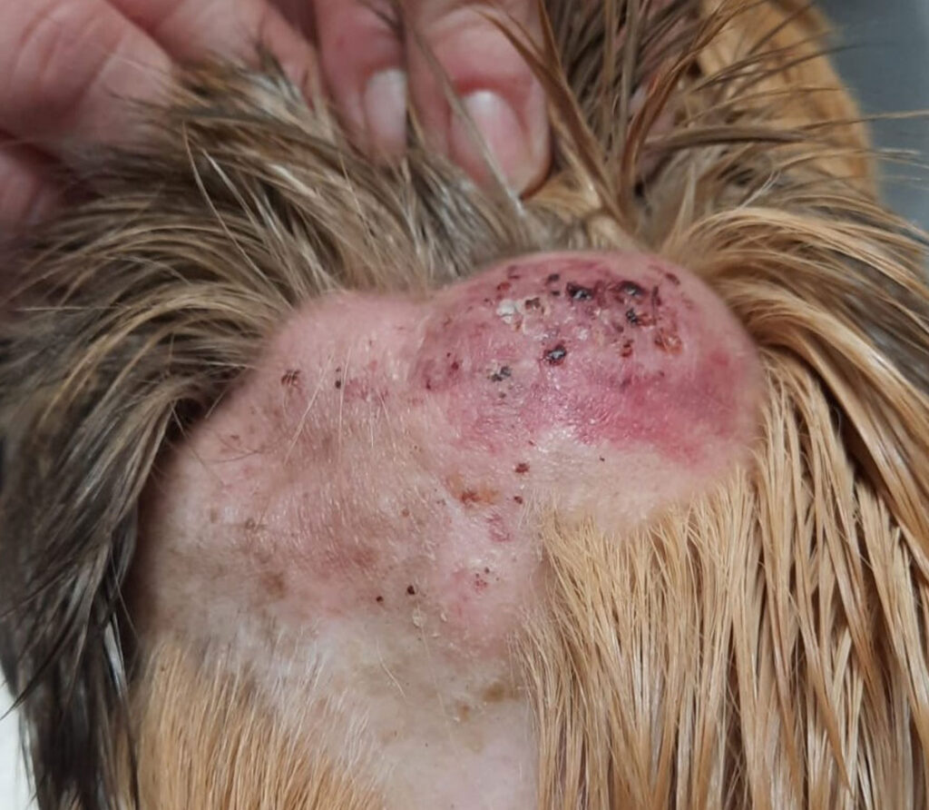 Laboklin: Meerschweinchen: - kutanes epitheliotropes Lymphom.