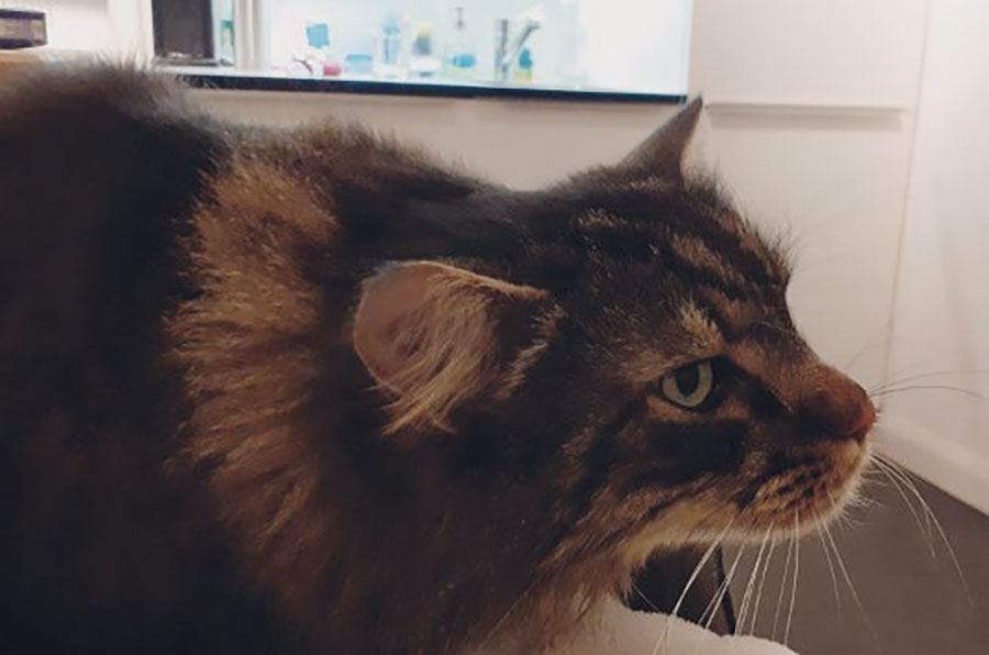 Laboklin: Typisch gestreckte Kopf-Hals-Haltung einer hustenden Katze