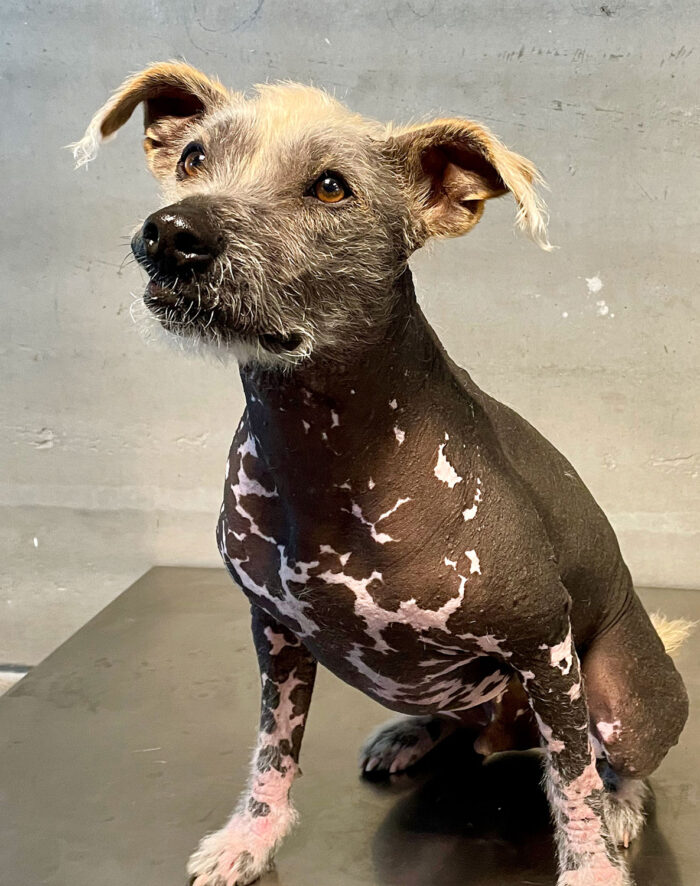 Kongenitale Alopezie bei einem haarlosen Hund 