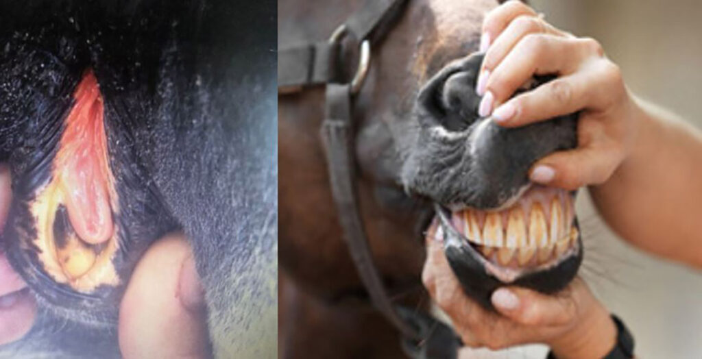 Laboklin: Ikterische Schleimhäute eines Pferdes mit Lebererkrankung