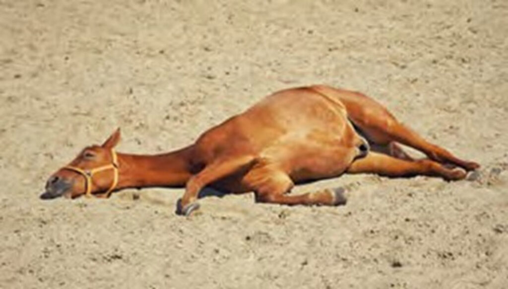Laboklin: Mögliche Symptomatik bei der akuten Serumhepatitis: Festliegen eines Pferdes