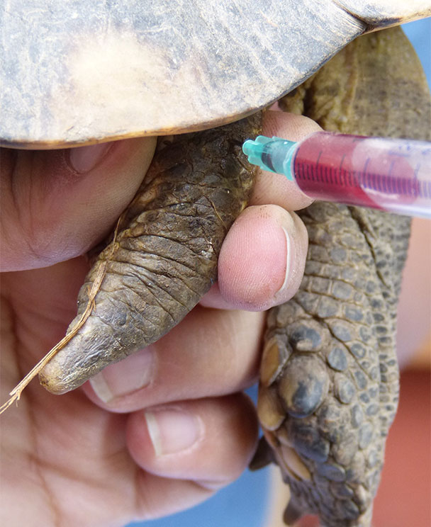 Laboklin: Blutentnahme-aus-der-dorsalen-Schwanzvene-bei-einer-Breitrandschildkröte