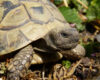 Laboklin: Griechische-Landschildkröte-(Testudo-hermanni)