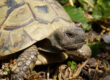 Laboklin: Griechische-Landschildkröte-(Testudo-hermanni)