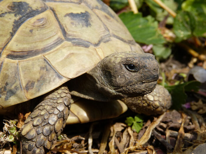 Laboklin: Griechische-Landschildkröte-(Testudo-hermanni)