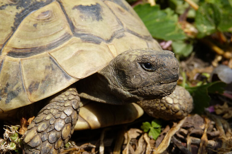 Laboklin: Griechische-Landschildkröte-(Testudo-hermanni)