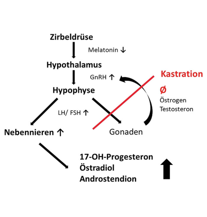 Pathogenese des Hyperadrenokortizismus beim Frettchen 