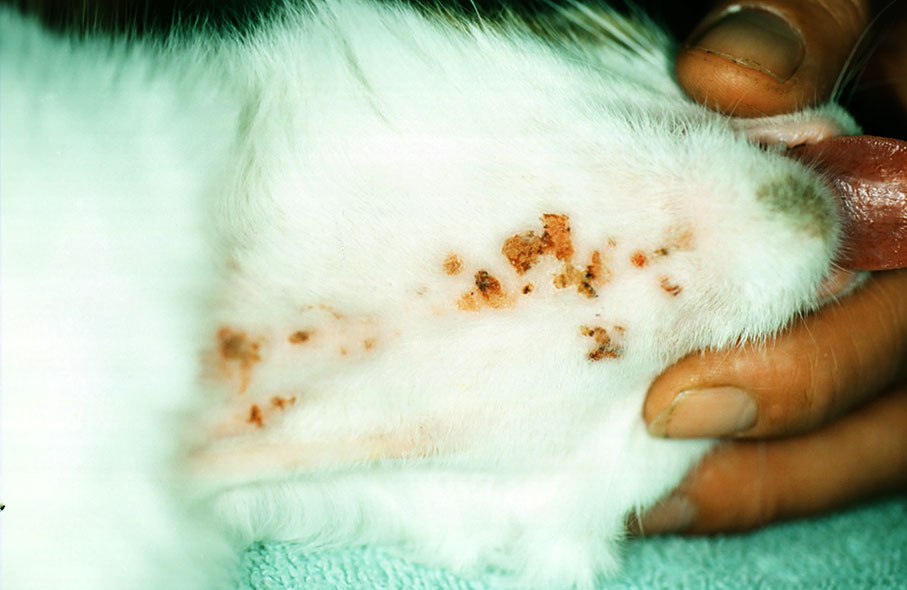 Laboklin: Miliare Dermatitis