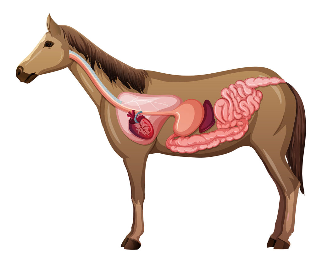 Laboklin: Verdauungstrakt des Pferdes