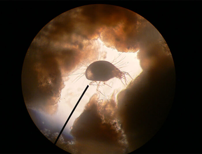 Glycyphagus domesticus 