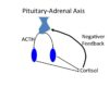 Laboklin: Pituitary- Adrenal Axis
