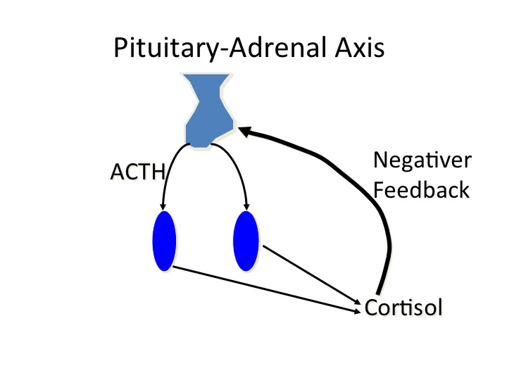 Laboklin: Pituitary- Adrenal Axis