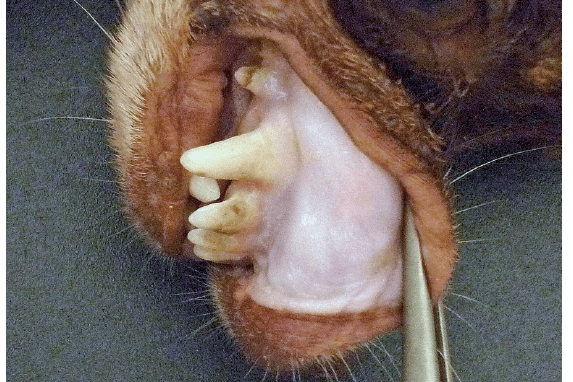 Laboklin: Porzellanfarbene Schleimhäute eines anämischen Hundes