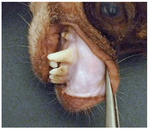 Laboklin: Porzellanfarbene Schleimhäute eines anämischen Hundes