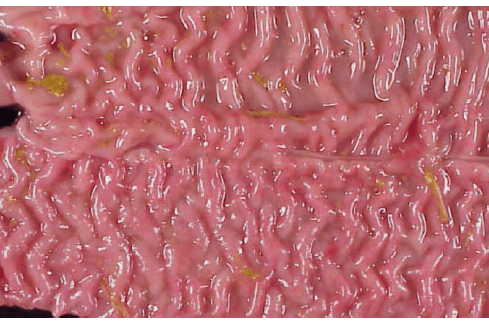Laboklin: Proliferative Enteropathie