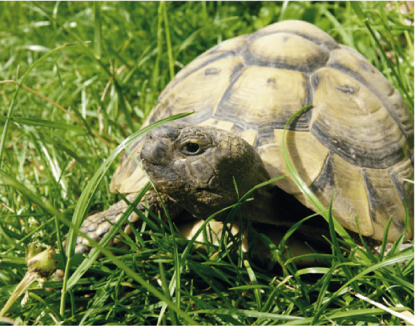 Laboklin: Griechische Landschildkröte(Testudo hermanni)