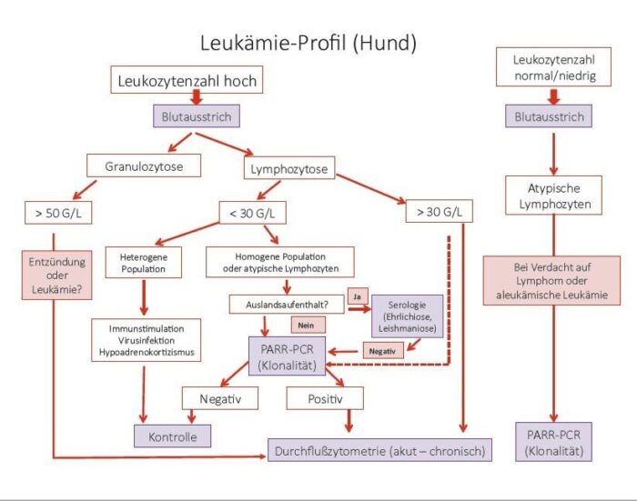 Laboklin: Leukämie-Profil Hund