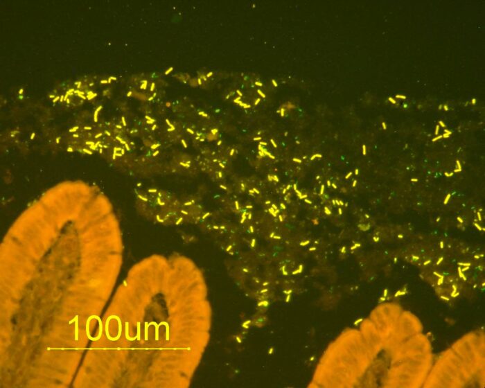 Laboklin: Bakterien nachgewiesen mittels FISH an einem Darmschnitt