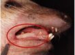 Laboklin: Proliferative Veränderungen der Gingiva (Markierung) bei einem Afrikanischen Weißbauchigel