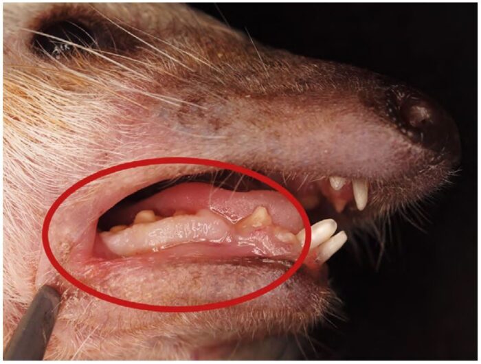Laboklin: Proliferative Veränderungen der Gingiva (Markierung) bei einem Afrikanischen Weißbauchigel