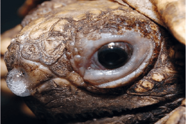 Laboklin: Griechische Landschildkröte (Testudo hermanni) mit seröser Nasenausfluss und Lidödem: Mykoplasmeninfektion (Mycoplasma agassizii)