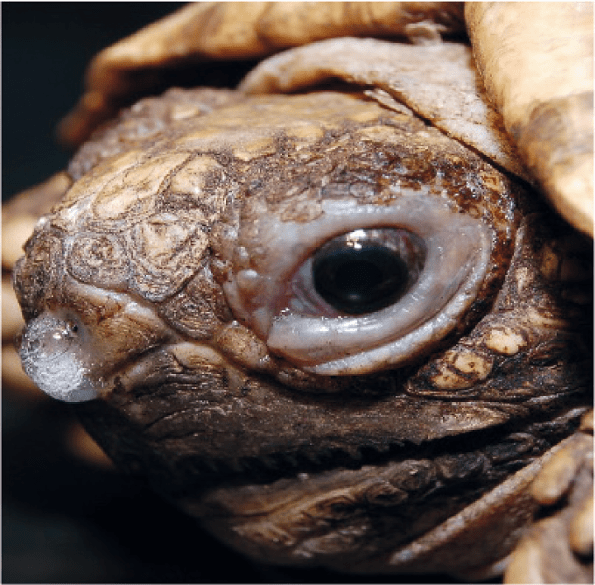 Laboklin: Griechische Landschildkröte (Testudo hermanni) mit seröser Nasenausfluss und Lidödem: Mykoplasmeninfektion (Mycoplasma agassizii)