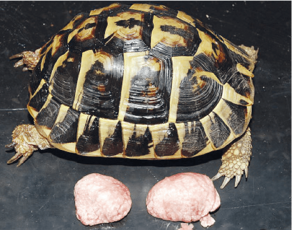 Laboklin: Nierengicht bei einer Griechische Landschildkröte (Testudo hermanni)