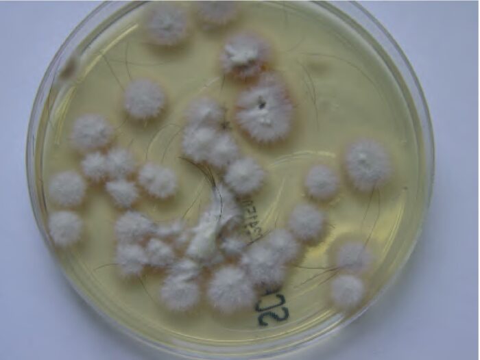 Laboklin: Tr. mentagrophytes Kultur Unterseite