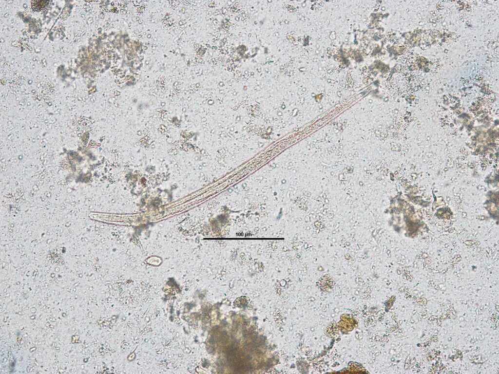 Laboklin: rongyloides stercoralis Larve