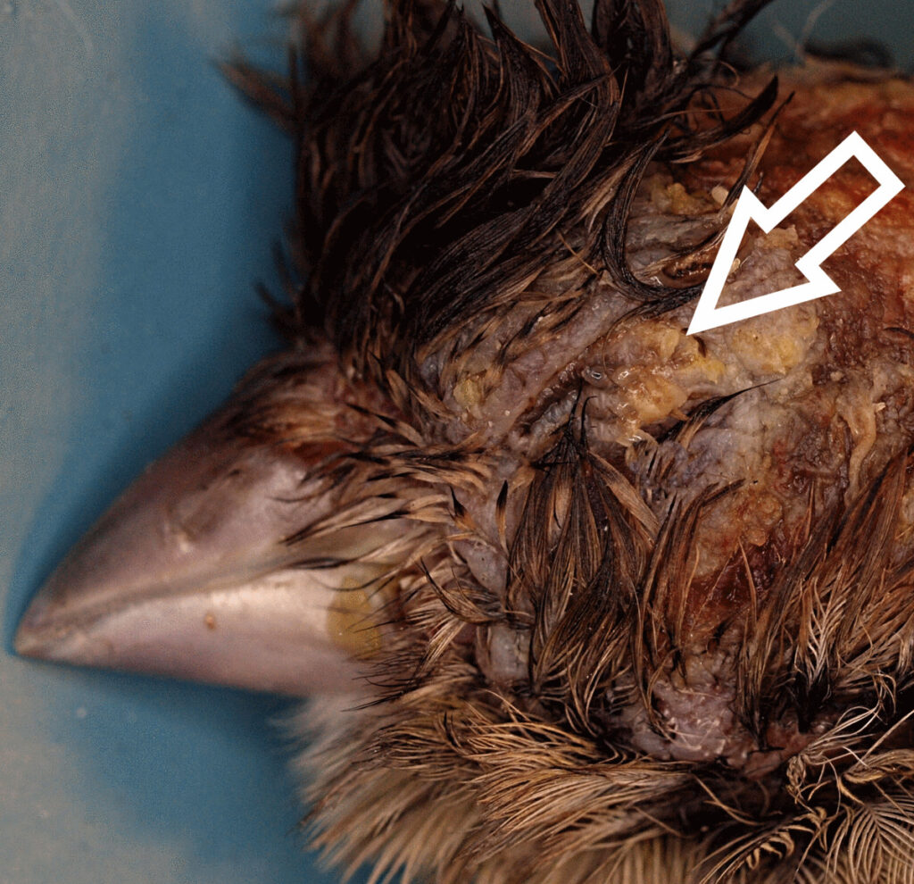 Laboklin: Kanarienvogel mit Avipox-Infektion. Insbesondere im periokulären Bereich fi ndet sich eine hochgradige ulzerativkrustöse Dermatitis (Pfeil).