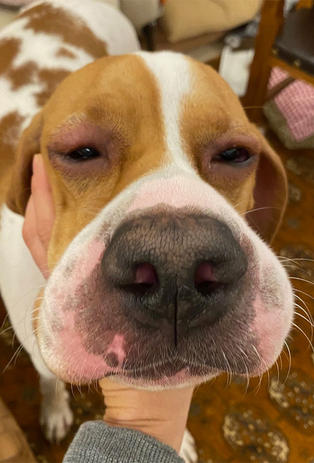 Laboklin: Angioödem im Gesicht-eines Hundes