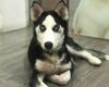 Siberian Husky mit einem genetischen Defekt, der die intestinale Zinkabsorption reduziert
