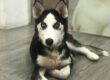 Siberian Husky mit einem genetischen Defekt, der die intestinale Zinkabsorption reduziert  
